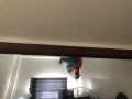 Nhà bán tại đường Nguyễn Minh Hoàng Quận Tân Bình giá 24.44 tỷ 160 m²